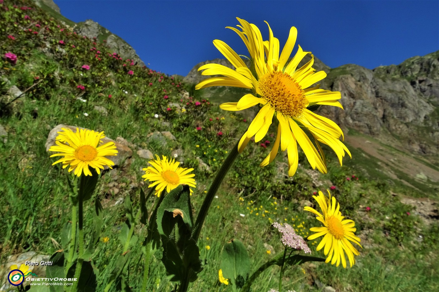 15 Splende pure il giallo intenso di questi bellissimi fiori , Doronico del granito (Doronicum clusii).JPG